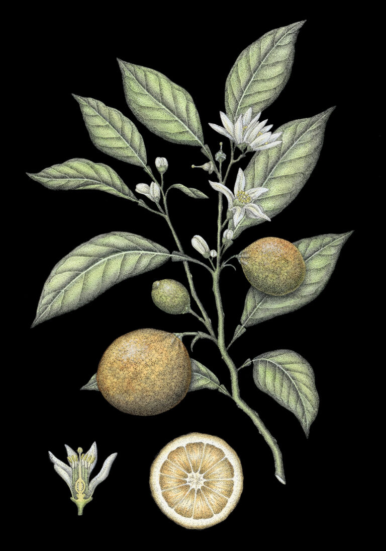 Ilustracija avtorja Tjaša Bon